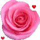 rose