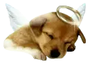 Angeldog