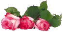 Roses