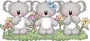 3 Little Koalas