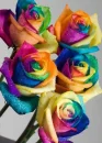 roses