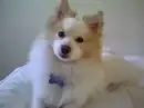 Nilla on da bed laying down