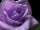 purple rose