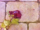 Bleeding flower