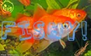 fishy