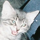Gracie