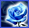 Blue Rose