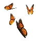 Butterflies
