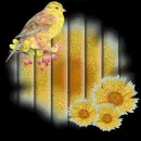 Yellow Bird