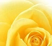 Yellow Rose