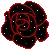 black rose