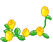 Yellow Roses