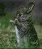Cute Bunny