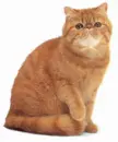 Fat Cat
