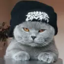 Gangster Kitty