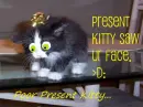 Poor kitty o.0
