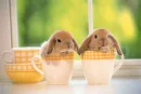 easter rabbits