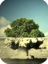 bomb tree