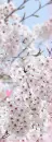CHERRY BLOSSOM
