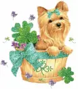 YORKIE