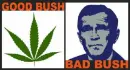 BUSH