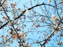 Cherry ( in Tokyo) 