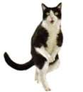 cat