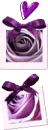 purple roses