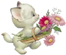 Kitten