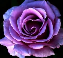 floare mov