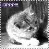cute cat