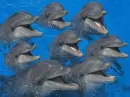 dolphins