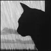 Cat Watching the Rain