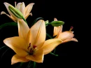 flower2