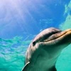 dolphin