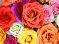 Multi Color Roses