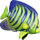 rainbow fish