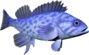 blue fish