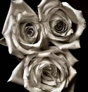 ded rose