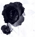 blue rose