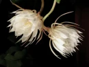 flower4