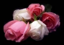 beautiful roses
