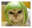 cutie cat