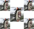 insane funny thing