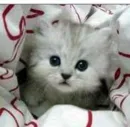 sweet cat