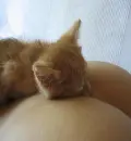 sleepy cat