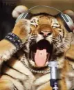 tiger rocks!