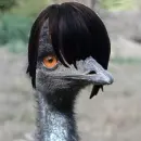 such an emo!