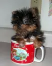 Cambell soup dog
