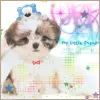 blue bear